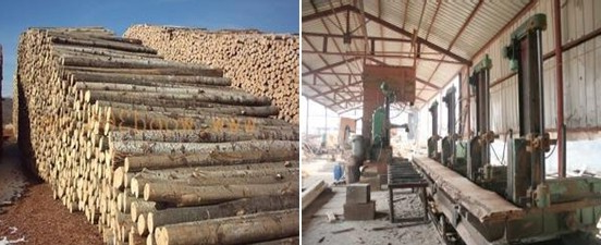 砍木场木料加工场场景 砍木场木料加工场场景